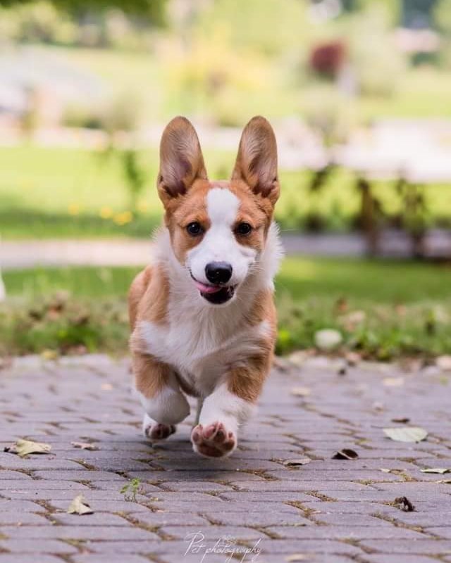 Klapnięte uszy – Welsh Corgi Cardigan VANILLKA
